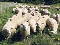 https://www.happierabroad.com/Images/sheep.jpg